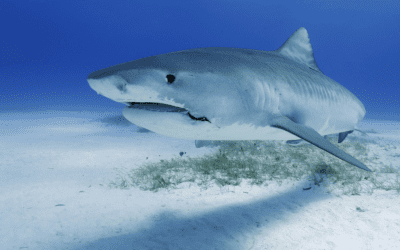 Photo of a shark swimming near the sandy sea bed