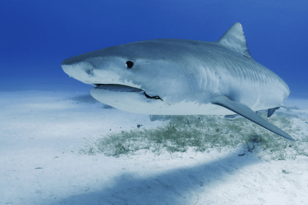 Navigating a Sea of Predatory Publishers Photo of a shark swimming near the sandy sea bed