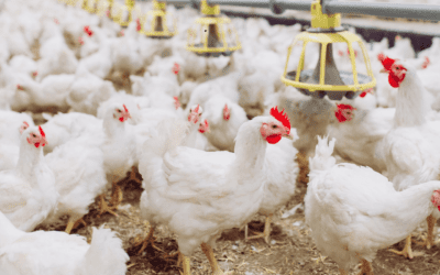 A large group of white chickens in an industrial barn