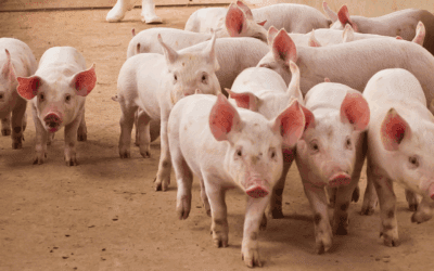 A group of pigs