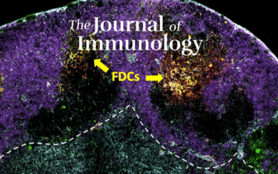 Image of Follicular Dendritic cells from Foster, et al.