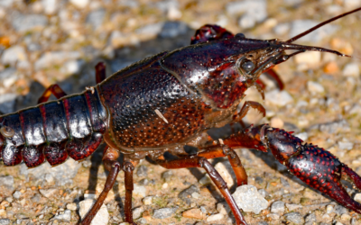 crayfish on sand