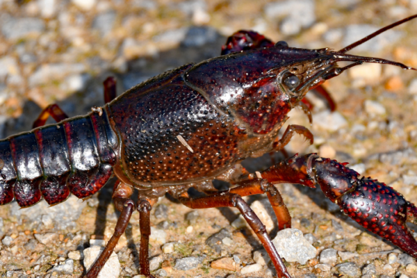 crayfish on sand