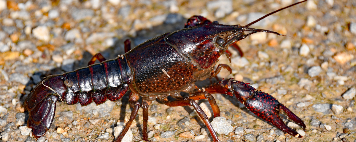 crayfish on sand