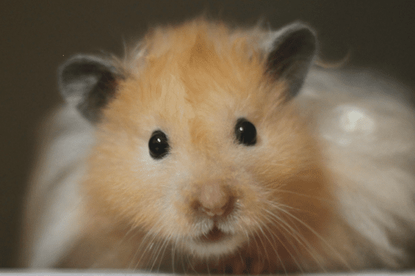 close up of a syrian hamster