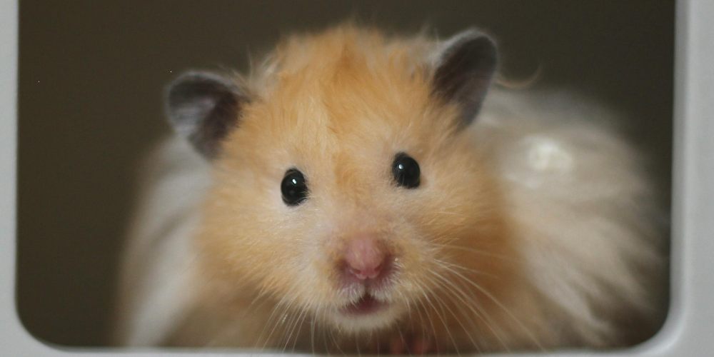 close up of a syrian hamster