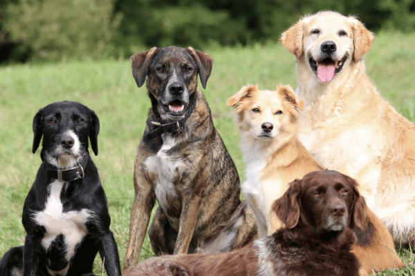 five dogs in a field