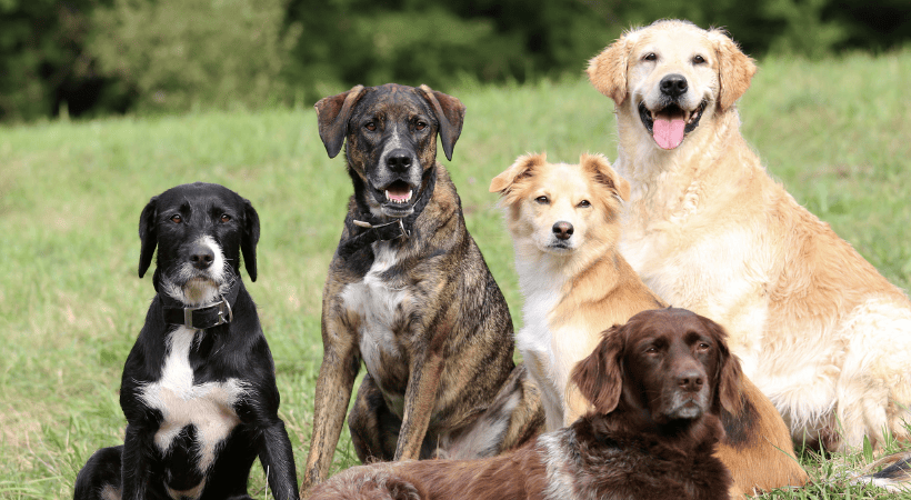 five dogs in a field