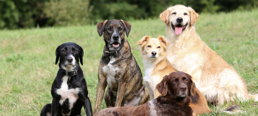 five dogs in a field